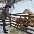 애원목장 이미지