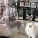 꾸미애견 이미지