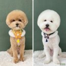 엘레강스펫샵 이미지