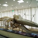 강화자연사박물관 이미지