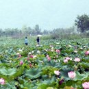 연꽃마을건넌들 이미지