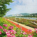 장미축제 이미지