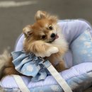 루이독앤디자인