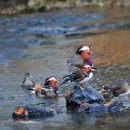 떡버들공원 이미지