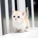 마포고양이도레미캣 이미지