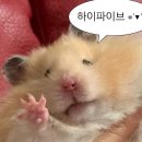 서울스피커스뷰로