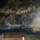 두류공원1공영주차장 | 대구 성당못 벚꽃 야경 명소 주차장 포토존까지