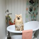 헬로우프리티 이미지