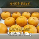 한입과일(평택점) | 평택배 슬기로운 청년농부 가정용배 7.5kg 환절기 어린이과일로 딱!