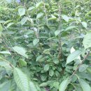 바우농장 이미지