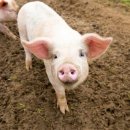 돼지PC방 이미지