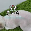 몽이슈(mong issue) 이미지