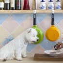 VIP 애견 이미지