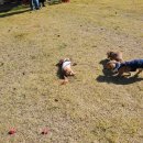 하늘켄넬 이미지