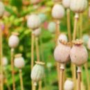 수도약국 이미지