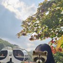 소나무 숲 리조트 | 곤지암 리조트 화담숲 단풍 구경 다녀온 후기 | 모노레일 예매 방법 및 탑승 시 주의 사항