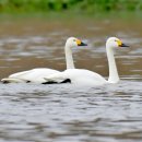 고니[천연기념물 제201-1호, Tundra swan] 이미지