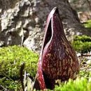 - 앉은부채, Skunk cabbage 이미지