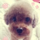 애플펫 동물병원 이미지