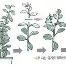 페페로미아 이미지