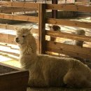 라일락목장 이미지