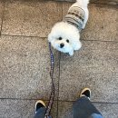 댕플 | 유라고×앤블랭크 노르딕 니트｜모찌랑 속초여행 개플룩 댕플룩 후기