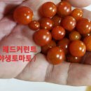 레드토마토 이미지