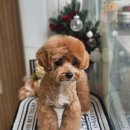 빠몽(PAWMONG) 이미지