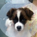 군포굿닥터동물병원 이미지