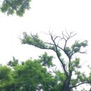괴정1동-5 네이버블로그