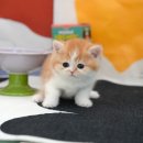 울산 고양이분양 미유펫 이미지