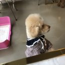벨르시앙 | 마산 양덕동 애견동반카페, 벨르시앙 후기!