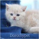 천안 고양이분양 도로시펫 이미지