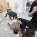 별다방 야옹이 이미지