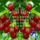 칠봉이네 이미지