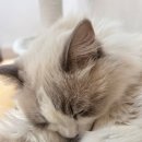 냥카페,루브 | 안산고양이카페 냥카페루브 다녀온 솔직한 하루 후기