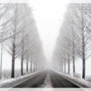 안개로가로수 이미지