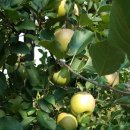 아름사과공원 이미지