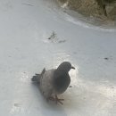 부산야생동물치료센터 | 부산 야생 비둘기 구조는 부산야생동물치료센터로