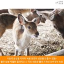 대산사슴농장 이미지