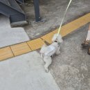 대구대가리치킨공장 | [양산 덕계] 영화공장 204호에서 강아지와 함께 치킨 먹으면서 토이스토리를