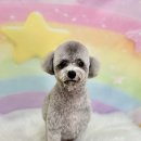 마릴린펫 이미지