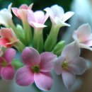 에덴농장 2 이미지