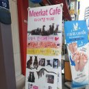 에덴미어캣프랜즈 | 이색데이트 추천, 명동 미어캣 카페 에덴 미어캣 프랜즈