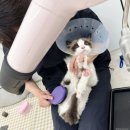 묘리깡 이미지