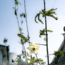 양옥마을회관 이미지