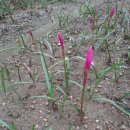 여름꽃농장 이미지