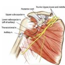 견관절 관련 신경근육 모음 이미지