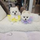 쁘띠애견미용실 이미지