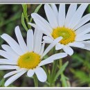 정선동강테라스민박 이미지